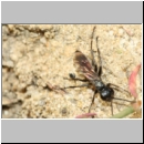 Arachnospila anceps - Wegwespe w003d 7-8mm - OS-Hasbergen-Lehmhuegel-det.jpg